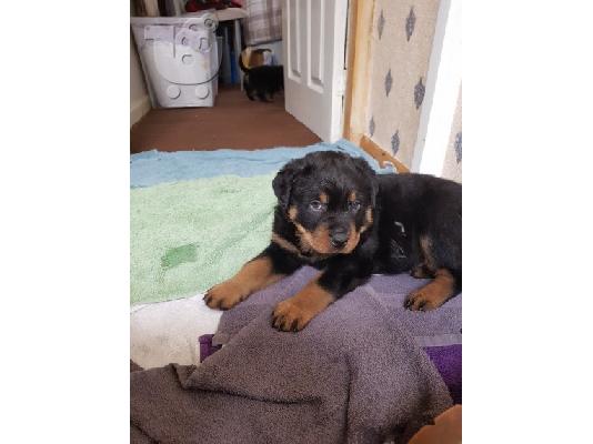 Υγιεινά μικτά απορρίμματα Rottweilers